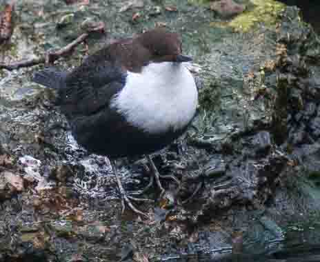 Birding in The Brecks Day 1 : 23rd March 2013