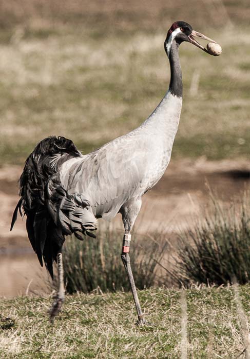 Visit to WWT Slimbridge 23rd April 2013