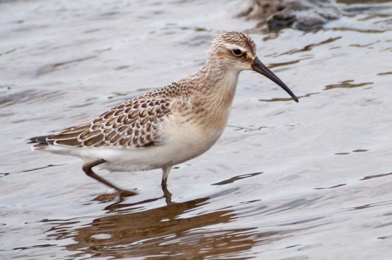 Curlew Sandpiper Leighton Moss