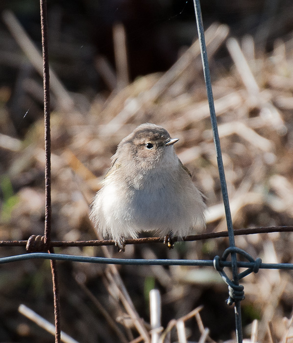 Siberian Chiffchaff, Burton Marsh, Dec 2013