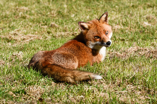 Fox, Connah's Quay