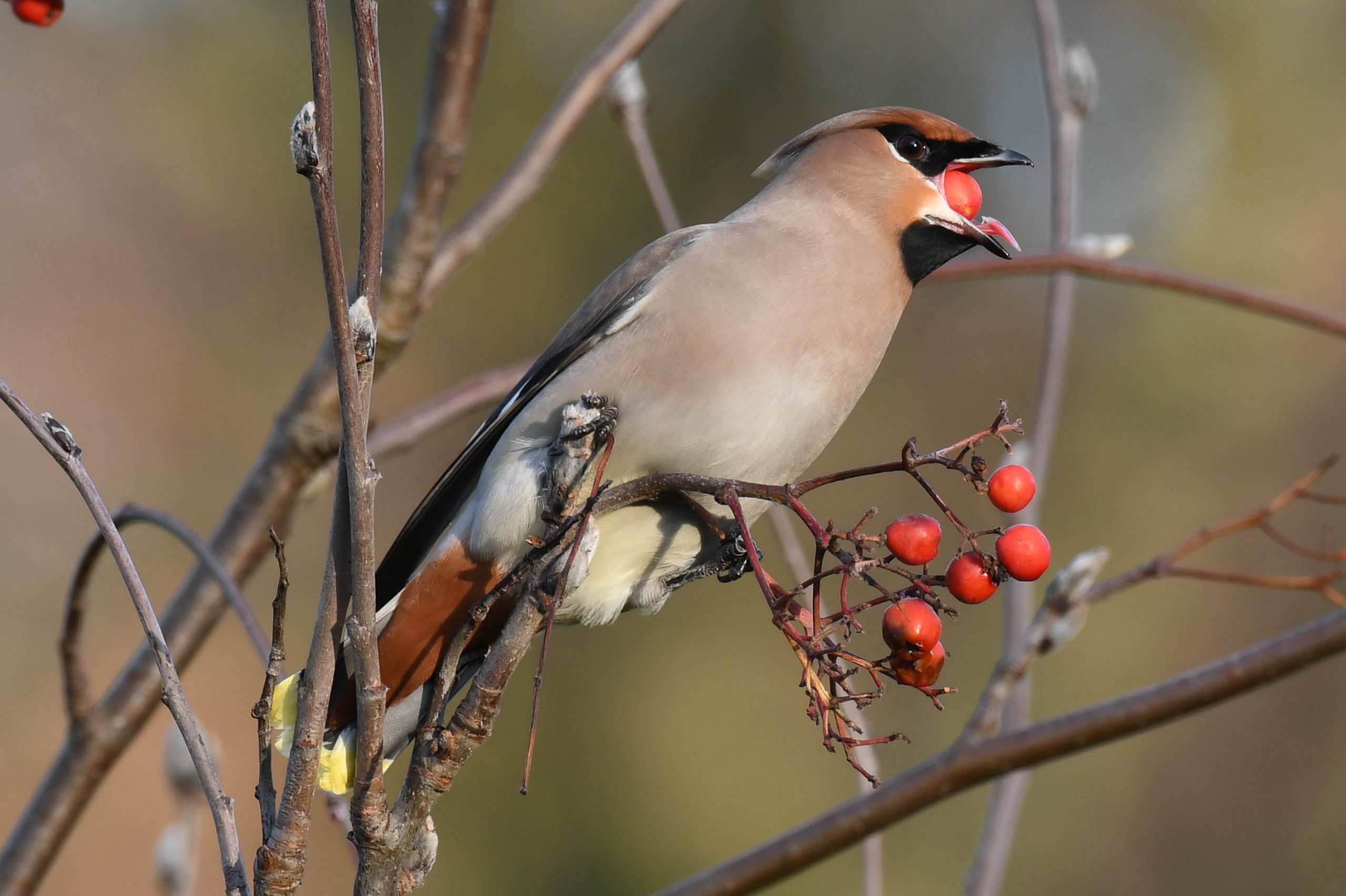 Waxwing St Asaph