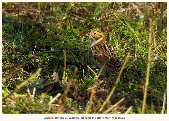 Leosowe Lapland Bunting 13 Nov 2025