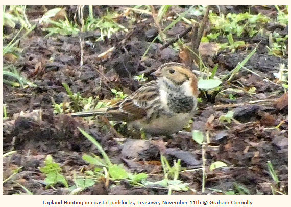 Leosowe Lapland Bunting 13 Nov 2025